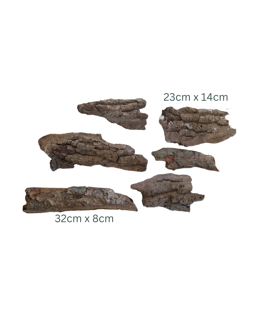 Chunky Bark Pieces – Set of Six for Resin Crafting, Mixed Media, and Winter Displays!