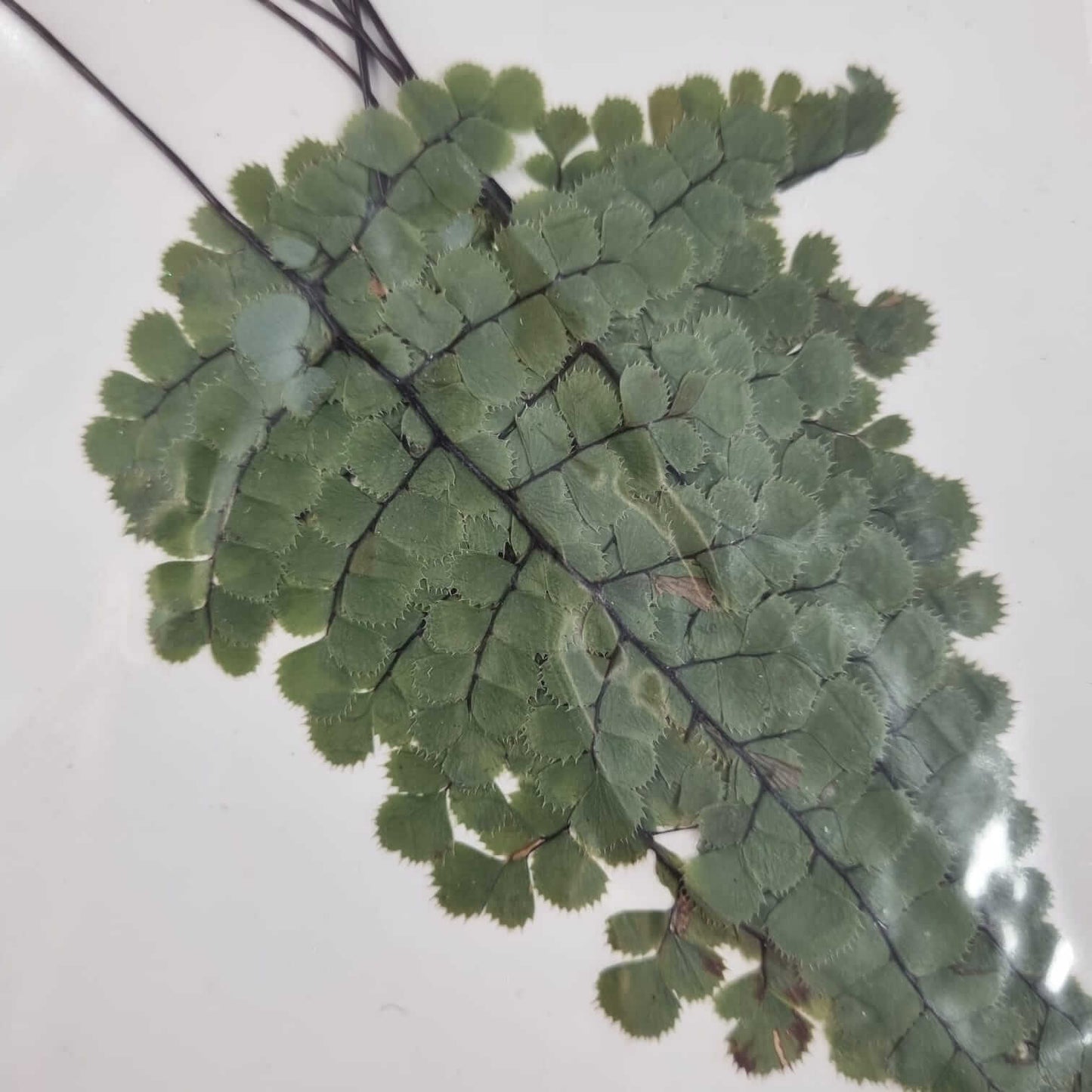 Blooming Pretty Pressed Flower Pack: Heritage Leaves!