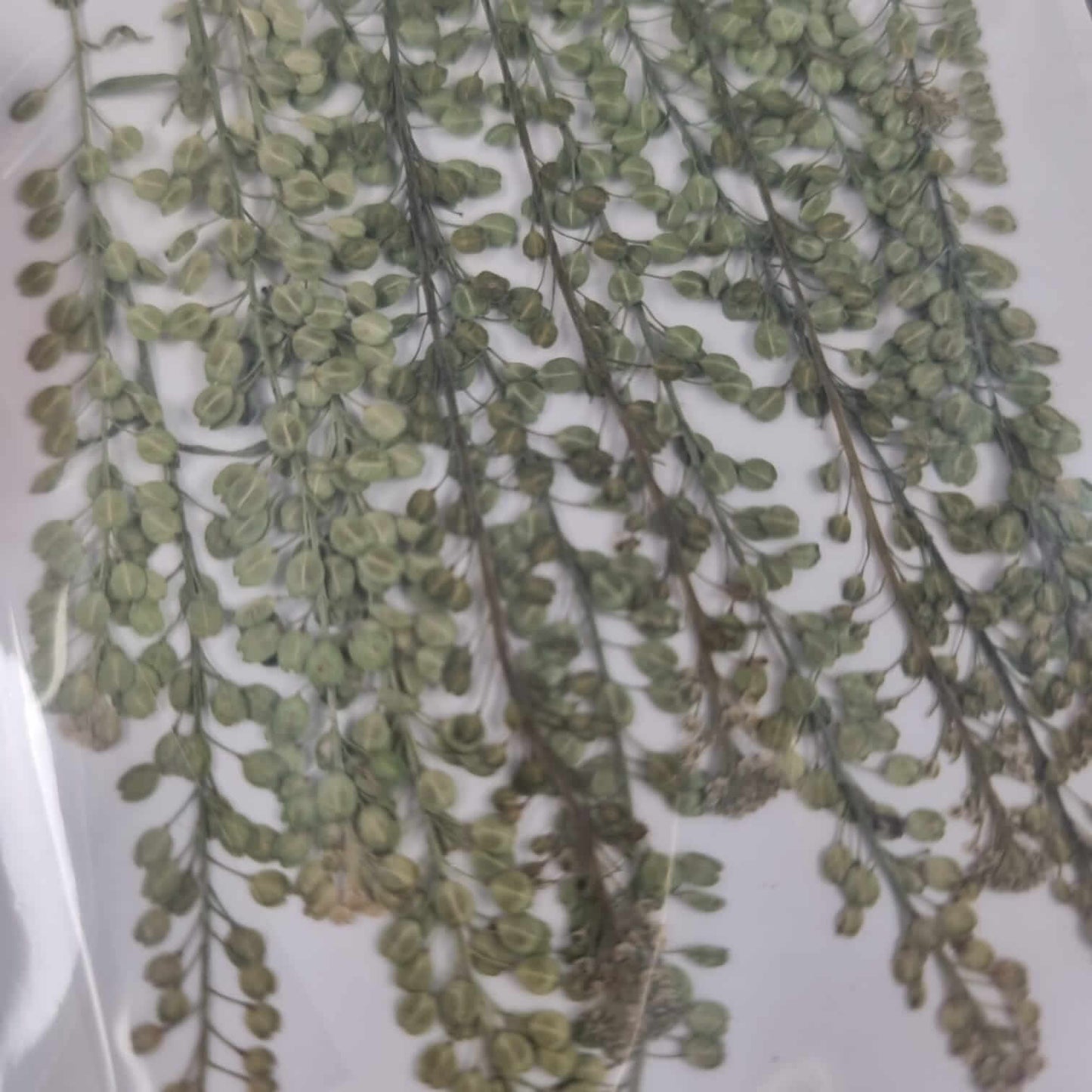 Blooming Pretty Pressed Flower Pack: Pepperweed Achoo!