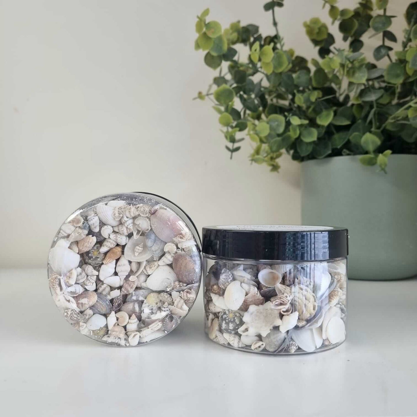 Bloom Texture sea shells - Mini Sheshells XL!