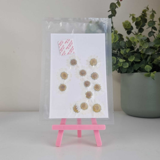 Natural Pressed Daisies for Crafts: Ready to Use Floral Embellishments for Resin, Scrapbooking & More