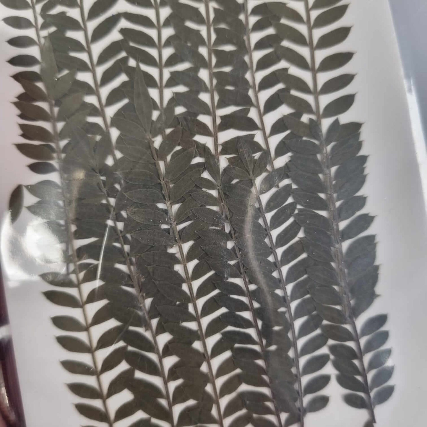 Blooming Pretty Pressed Flower Pack: Bramble Fern!