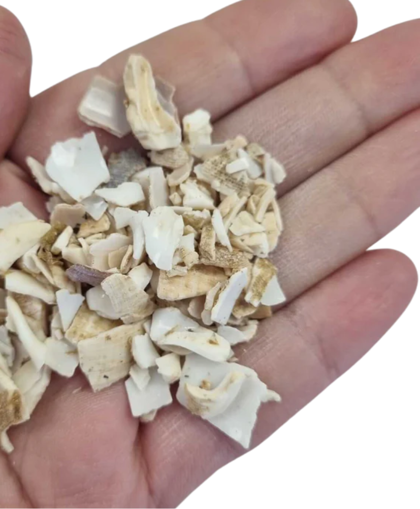 Bloom Texture  - Islay Treasure Shell Fragments!