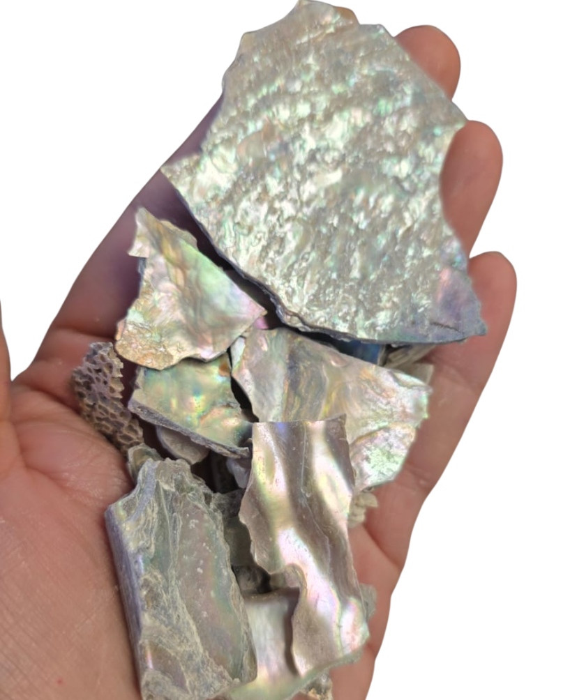 Bloom Texture - Abalone Shards! 150g