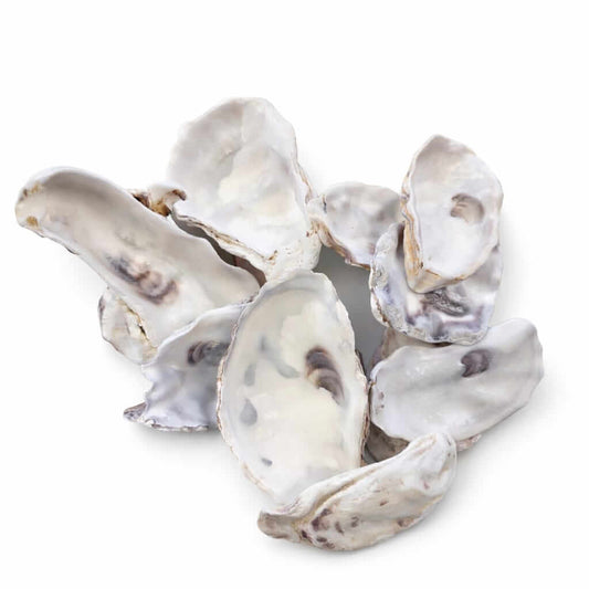 oyster shells for crafts