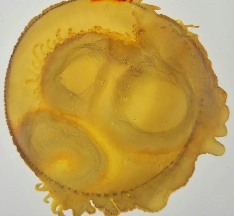 Bloom Ink Drops: Mixed Media Ink drops for Crafts - Olive Leaf!
