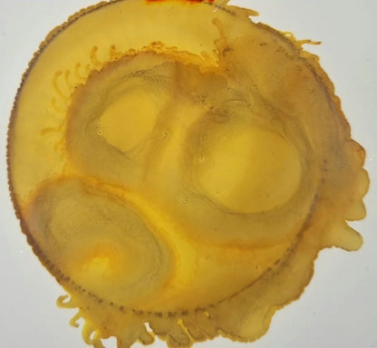 Bloom Ink Drops: Mixed Media Ink drops for Crafts - Olive Leaf!