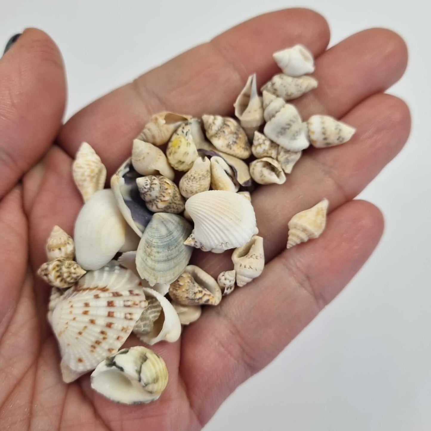 Bloom Texture  - She Sells, Mini Seashells!