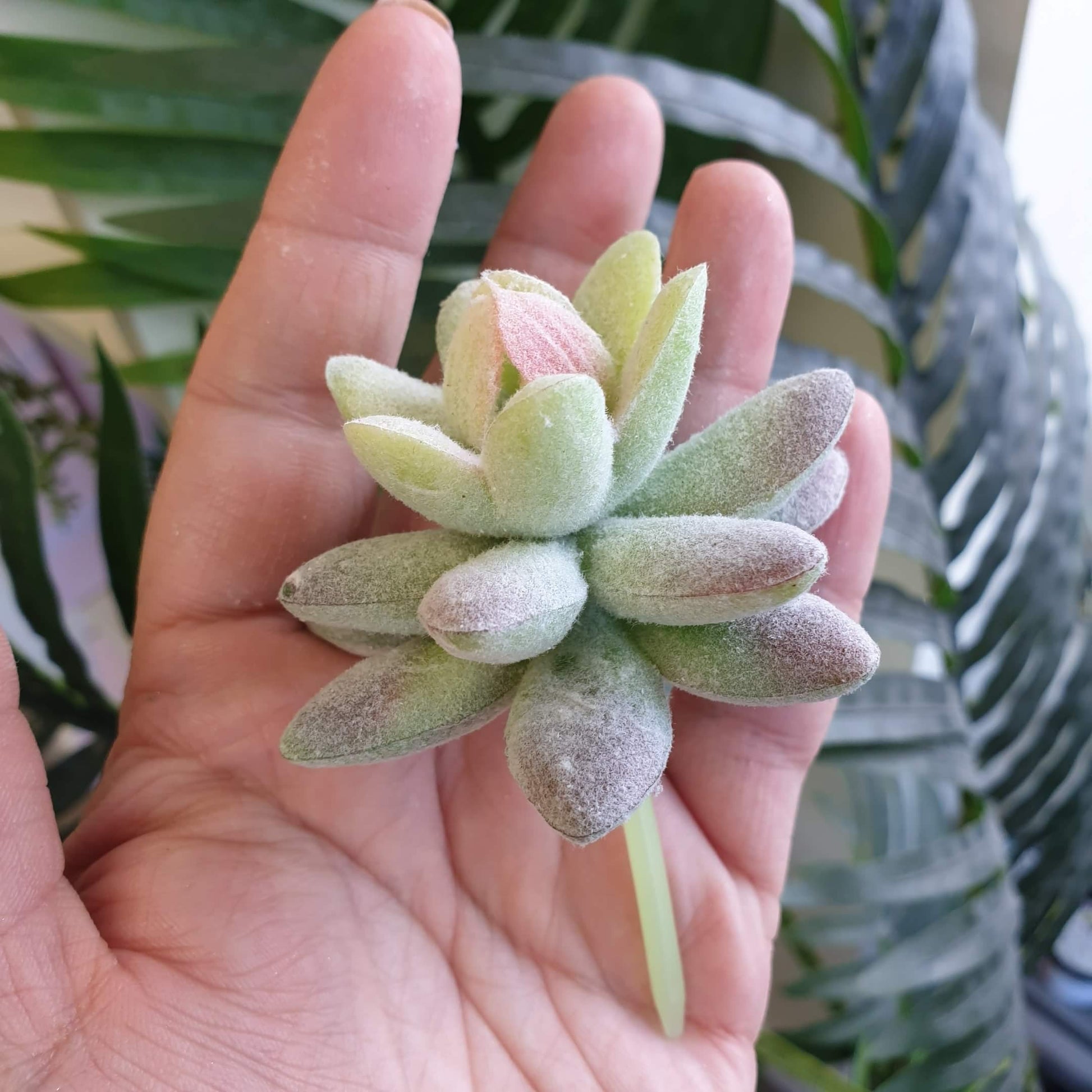 Succulent