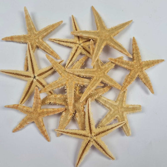 Large Stinky Starfish Pack of 10 – Nautical Decor & Craft Supplies!