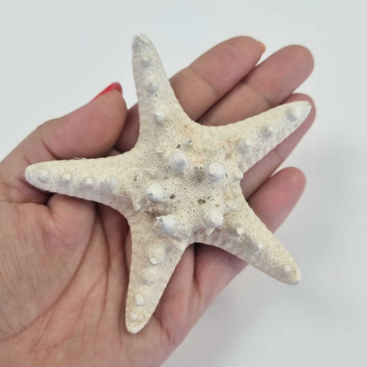 Sniff Me Not Starfish – Premium Decorative Starfish for Coastal & Nautical Home Décor!
