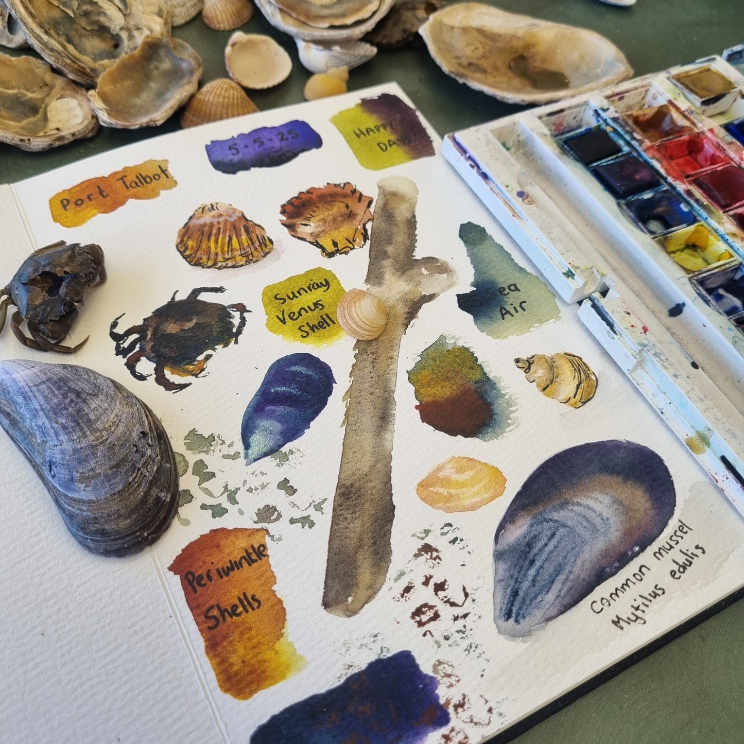 Zoom Watercolours - Shell Studies, WEEKS 1-3 starting Wed's 6th August 8pm